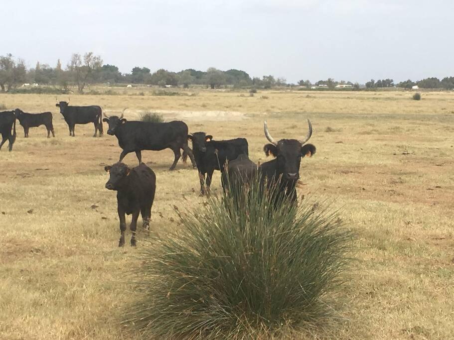 "Le Nature" Camargue Jardin Αρλ Εξωτερικό φωτογραφία