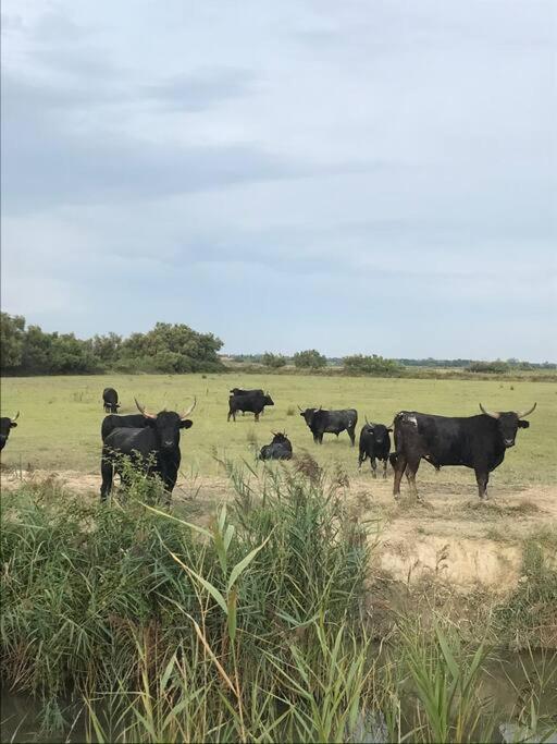 "Le Nature" Camargue Jardin Αρλ Εξωτερικό φωτογραφία